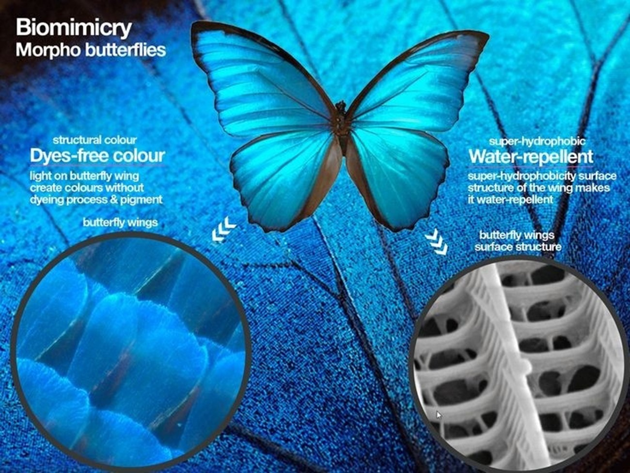 Biomimicry